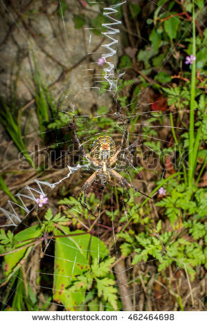 Female Argiope Aurantia Stock Photos, Royalty.