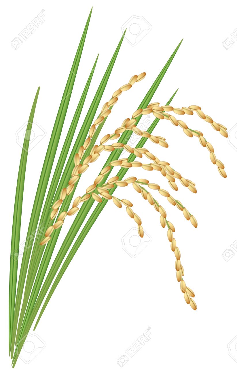 Spikelet Of Rice With The Leaves Royalty Free Cliparts, Vectors.