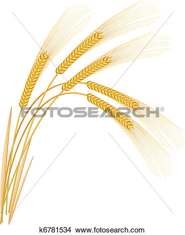 Clipart of Rye spikelets on a white background. Vector.