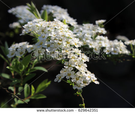 Spiraea.flowering Spiraea Stock Images, Royalty.