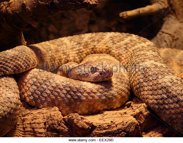 Rattle Snake Stock Photos & Rattle Snake Stock Images.