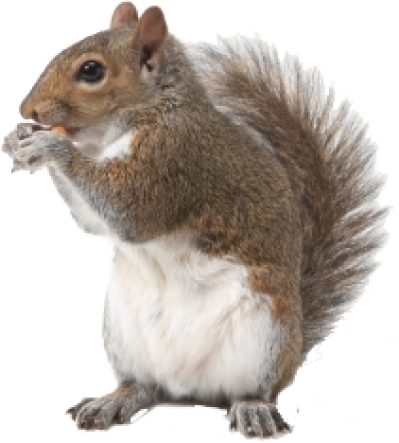 Squirrel PNG.