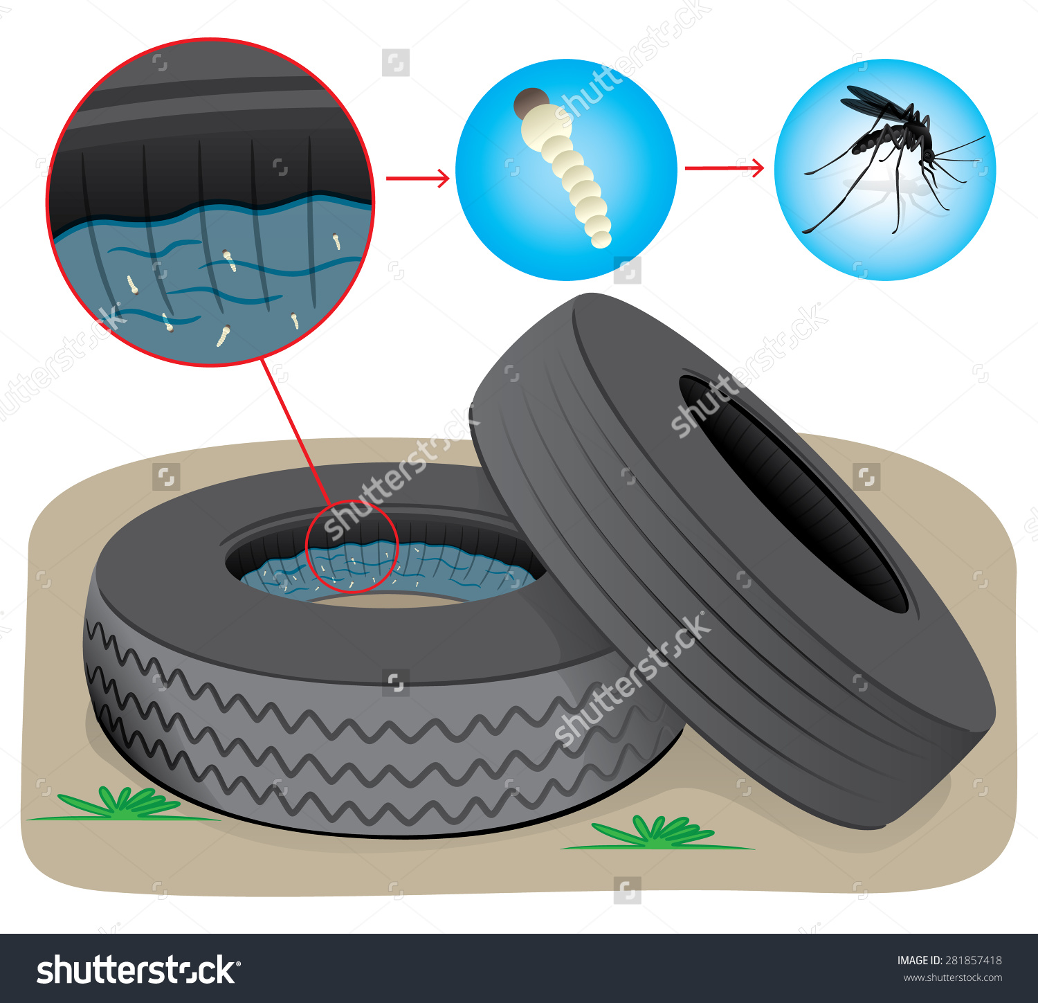 Nature Tires Stagnant Water Fly Breeding Stock Vector 281857418.