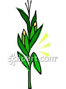 Clipart corn stalk.