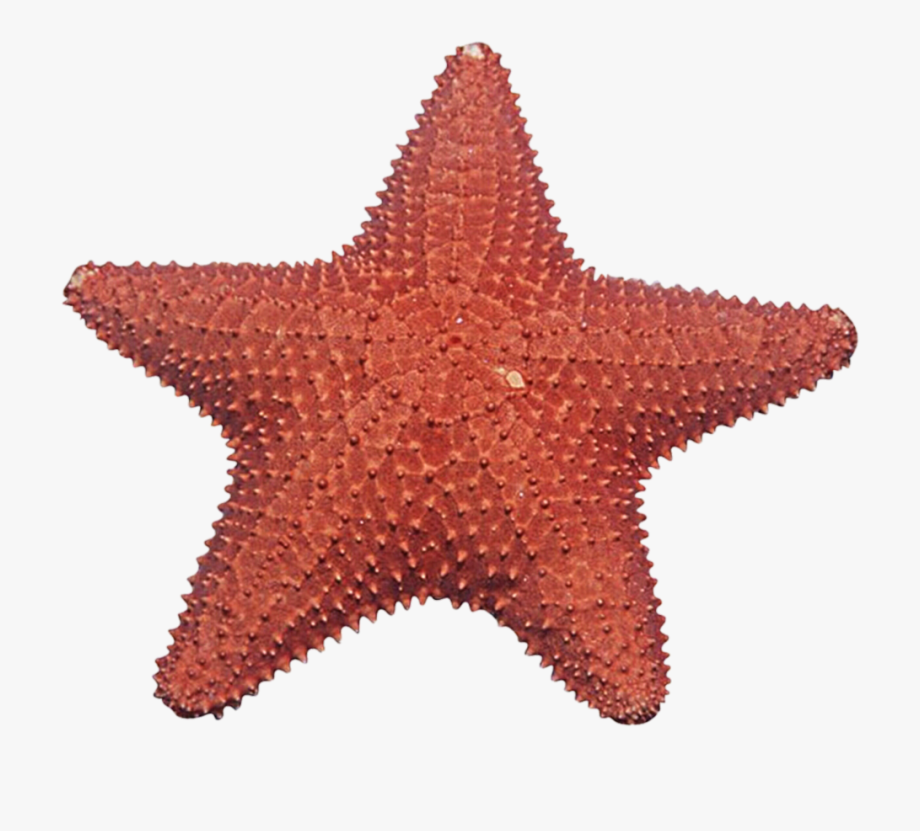 Starfish Clipart Transparent Background.