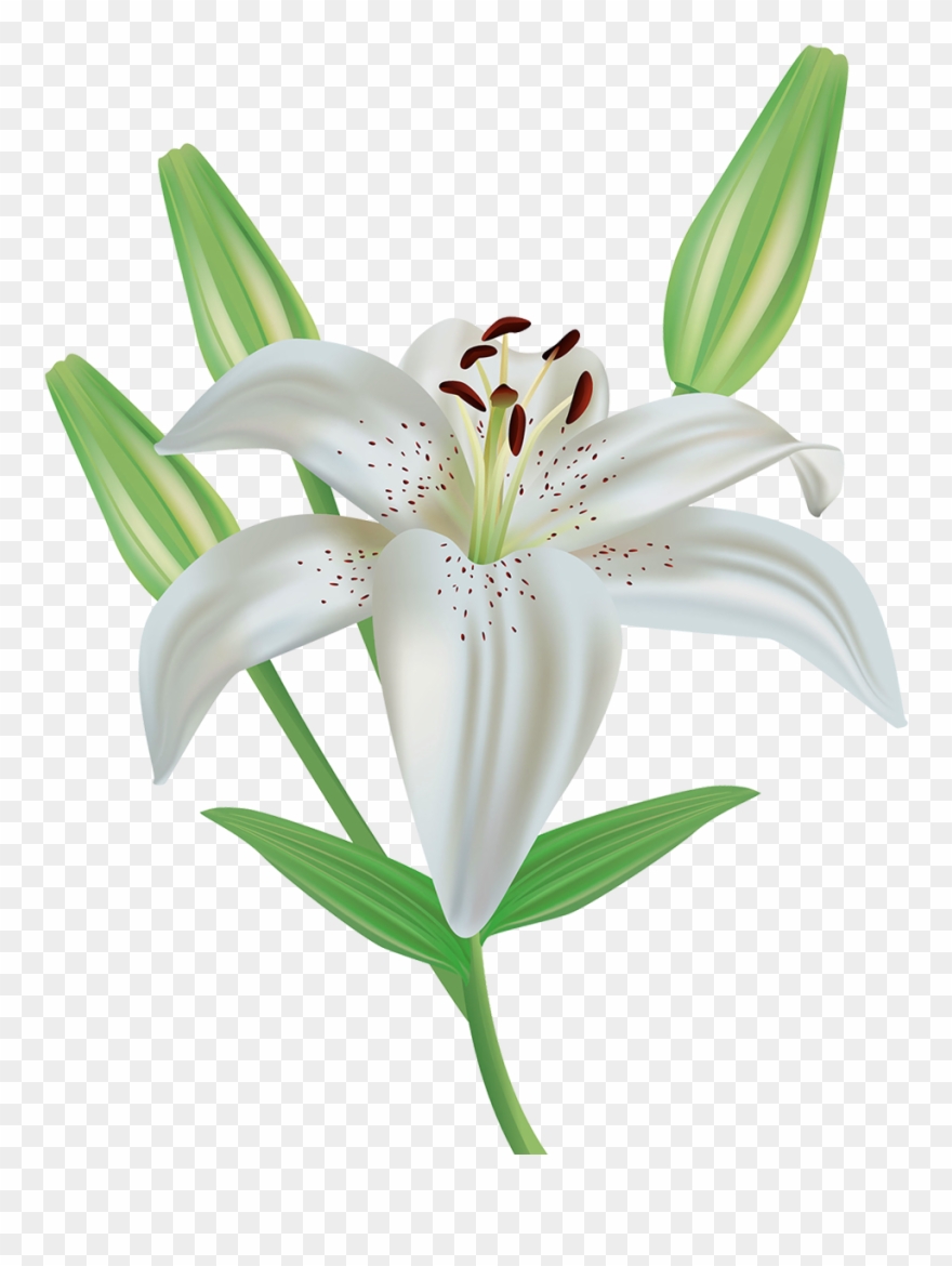 Orange Flower Clipart Stargazer Lily.