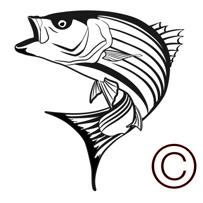 Striped Bass Clipart.