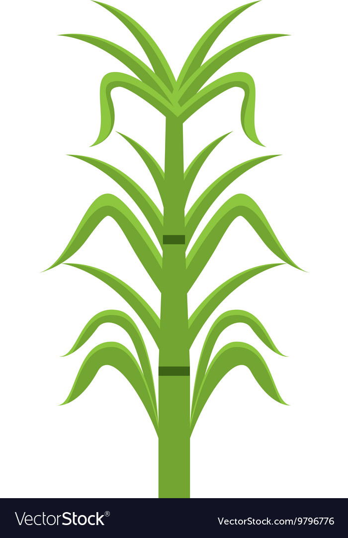 Sugar cane isolated icon design.