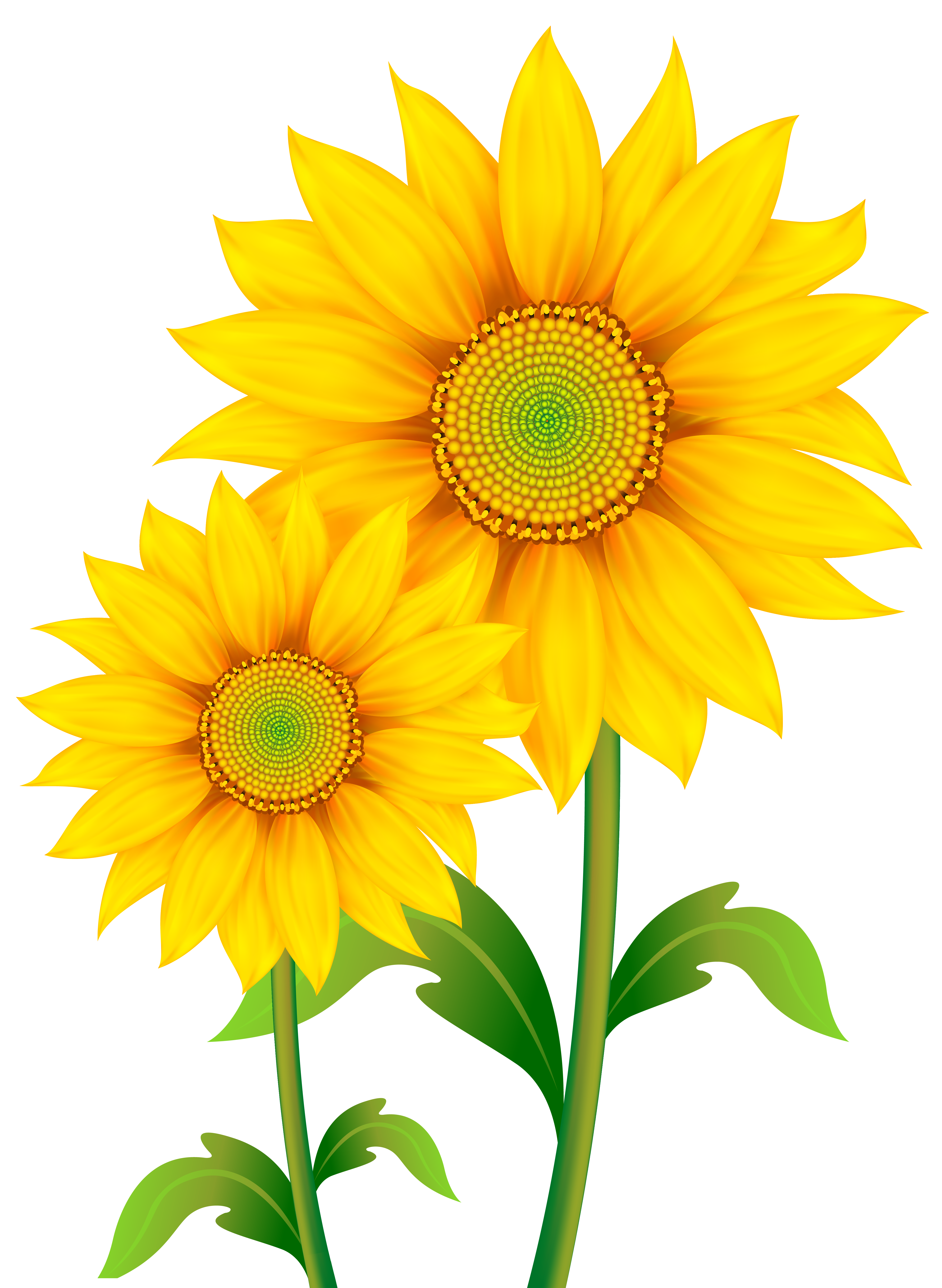 Transparent Sunflowers Clipart PNG Image.