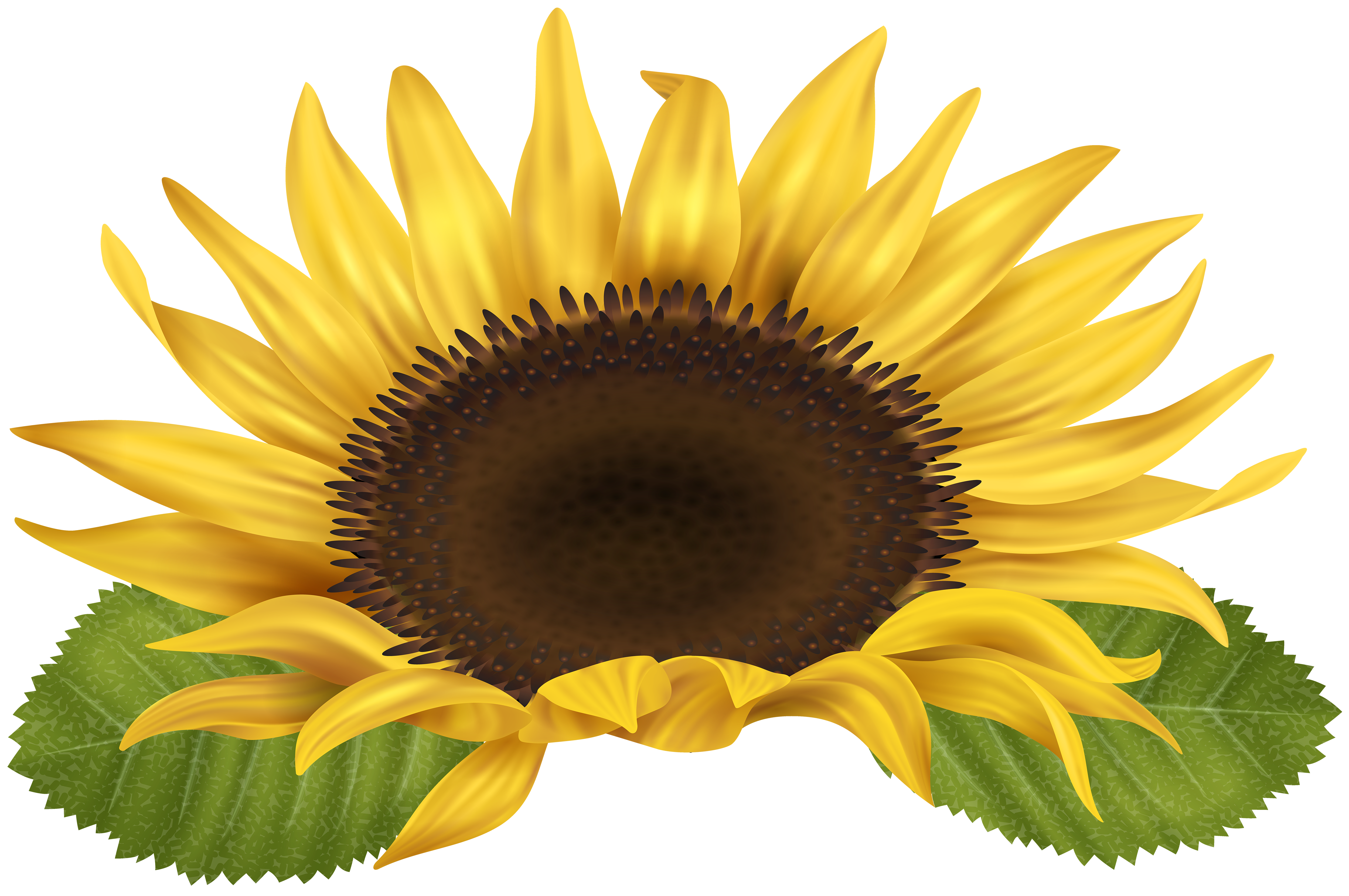 Sunflower PNG Clip Art Image.