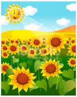 Sunflower Field and Sun stock vectors.