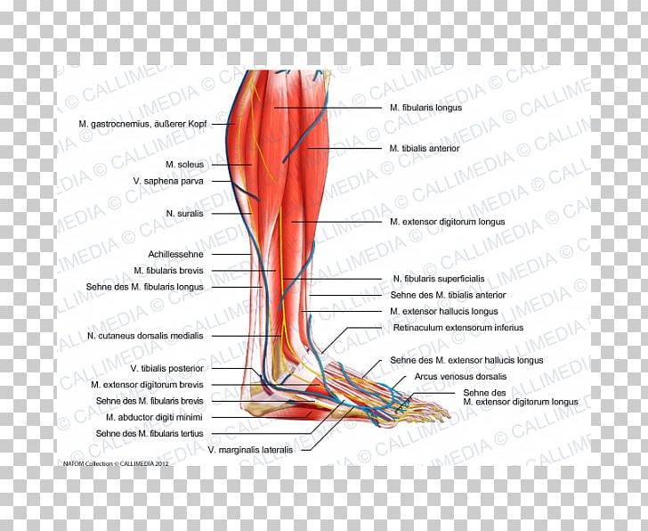 Superficial Peroneal Nerve Human Leg Crus Vein PNG, Clipart.