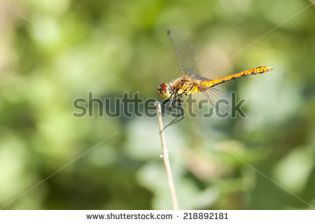 sympetrum Depressiusculum" Stock Photos, Royalty.