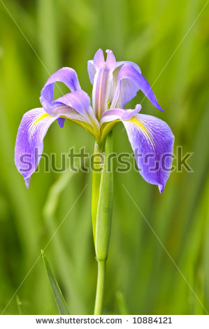 Wild Iris Stock Images, Royalty.