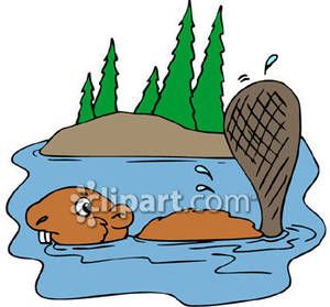 Beaver Swimming In A River Royalty Free Clipart Picture.