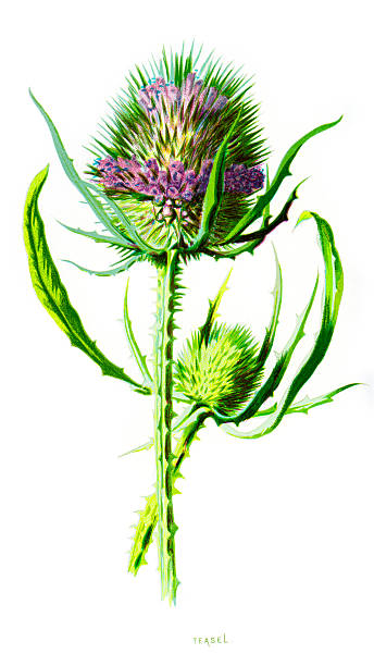 Wild Teasel Dipsacus Sylvestris Clip Art, Vector Images.