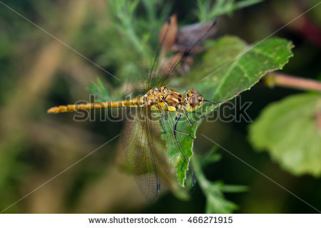 Striolatum Stock Photos, Royalty.