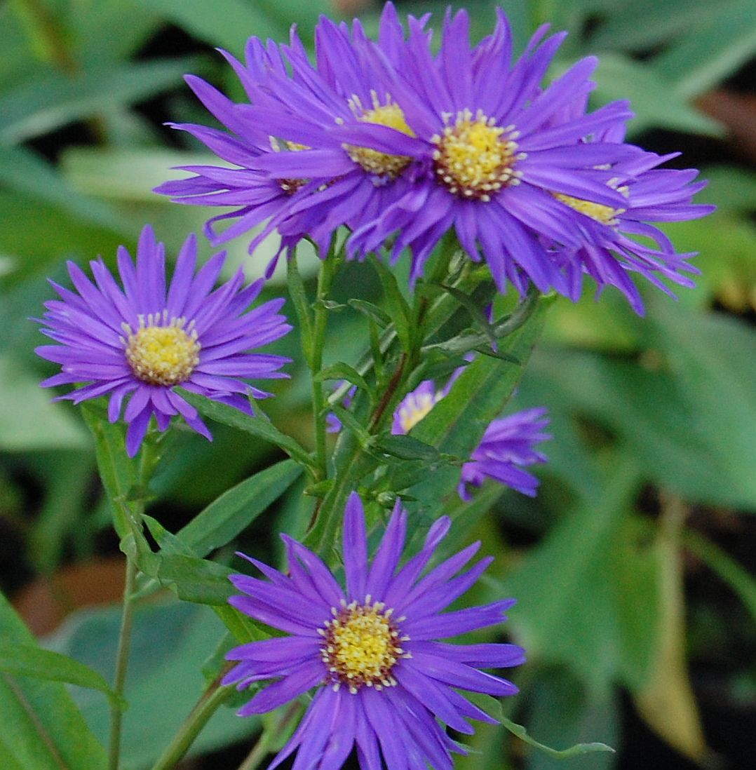 Aster Novi.