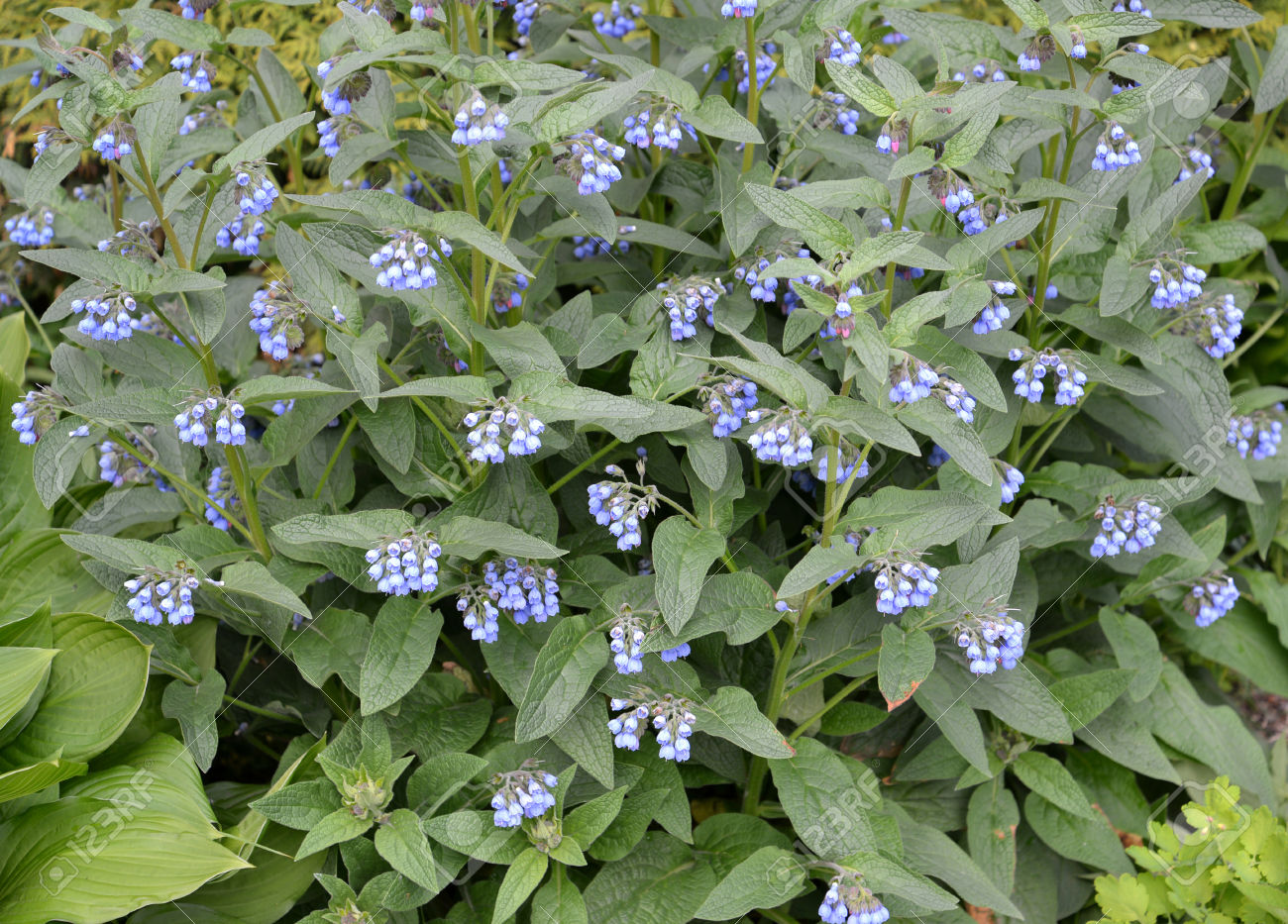 Blossoming Of A Comfrey Caucasian (Symphytum Caucasicum M. Bieb.