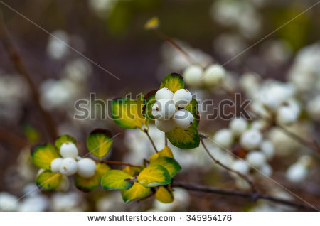 "common_snowberry" Stock Photos, Royalty.