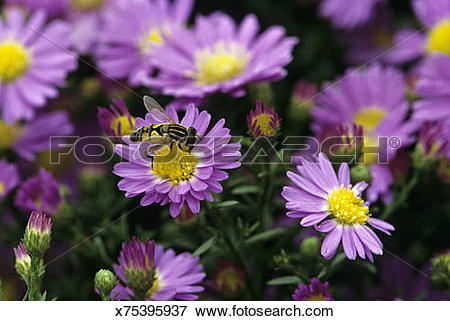 Picture of Syrphid fly on Suntop Aster flower, Chicago Botanical.