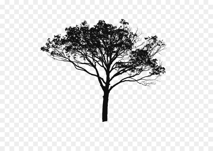 Tree Branch Silhouette png download.