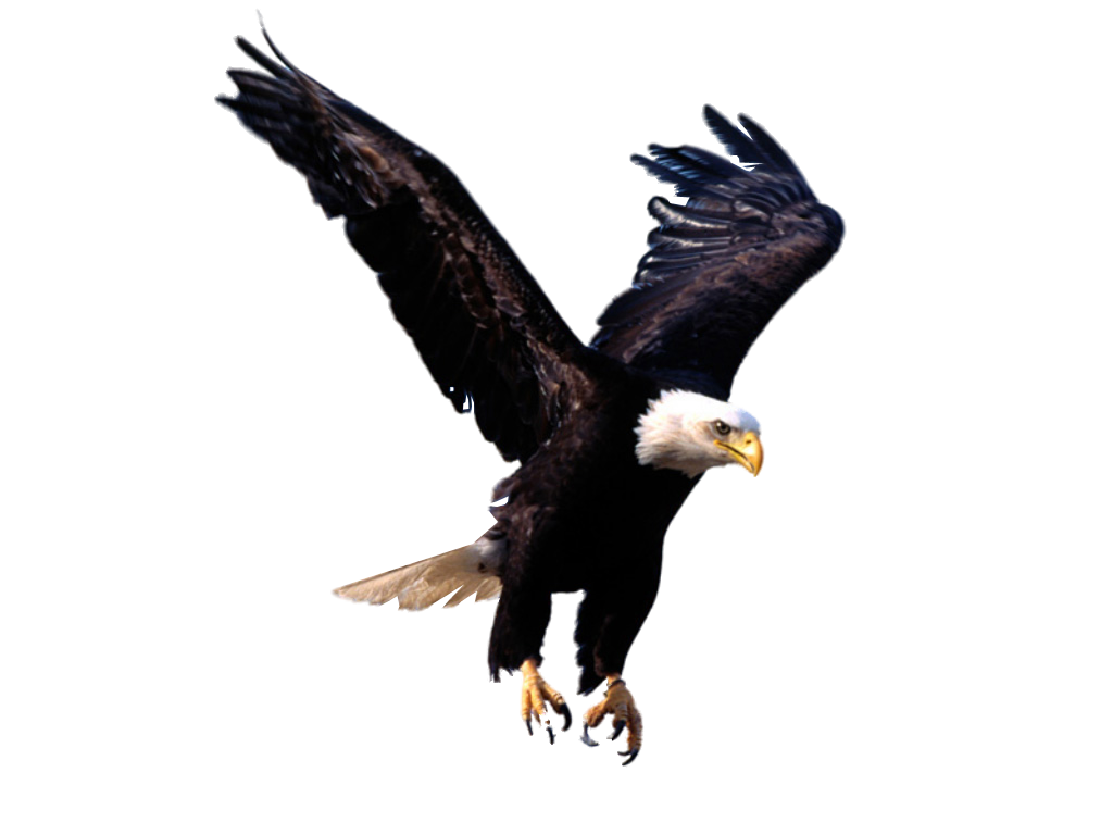 Eagle HD PNG Transparent Eagle HD.PNG Images..