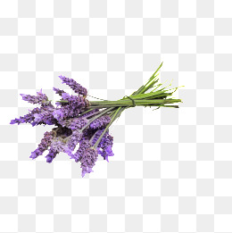 Lavender Png (111+ images in Collection) Page 3.