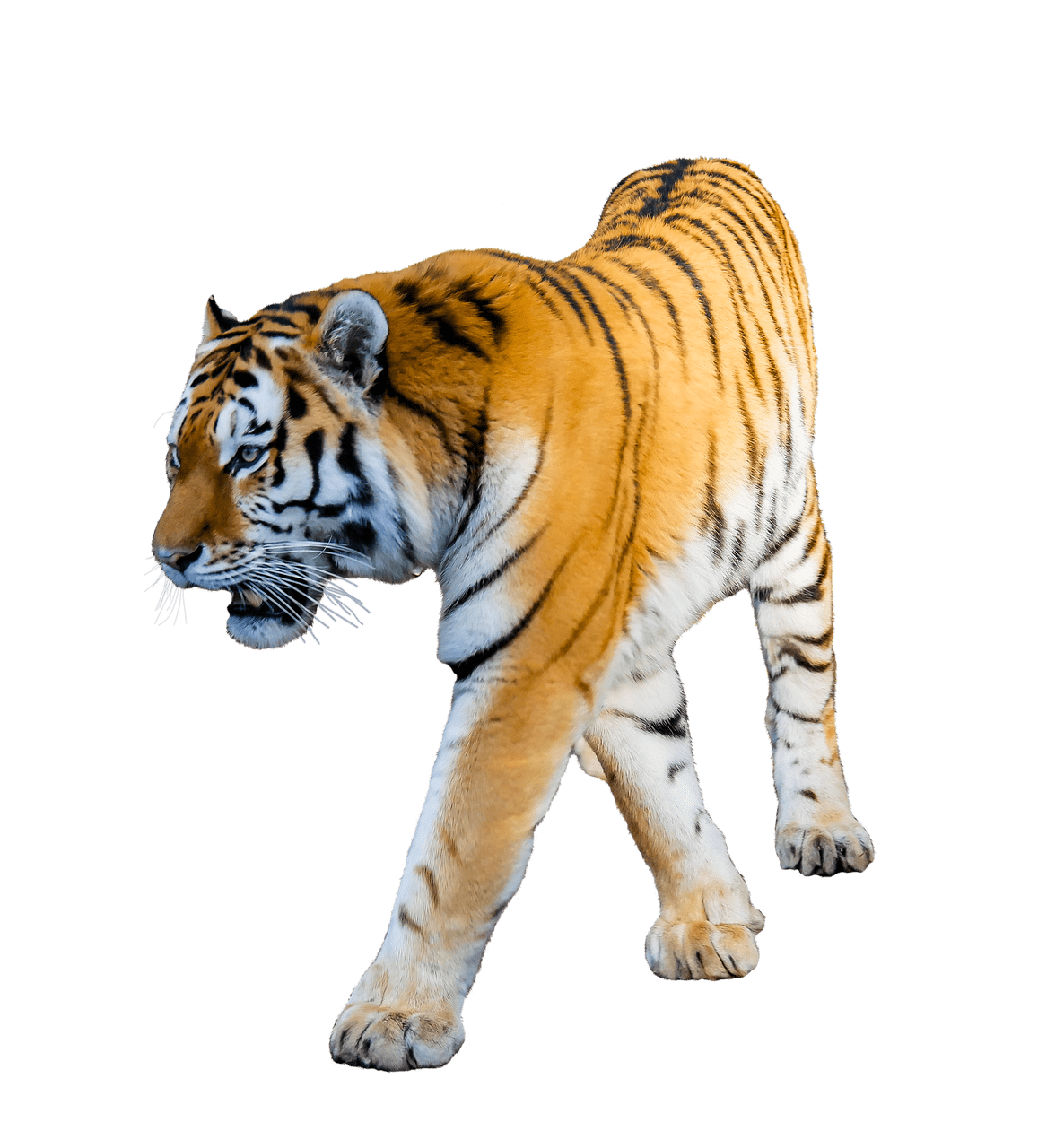 Tiger Walking transparent PNG.