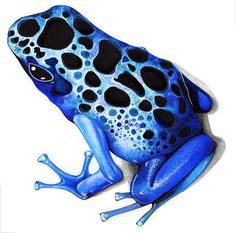 Showing post & media for Poison dart frog cartoon.