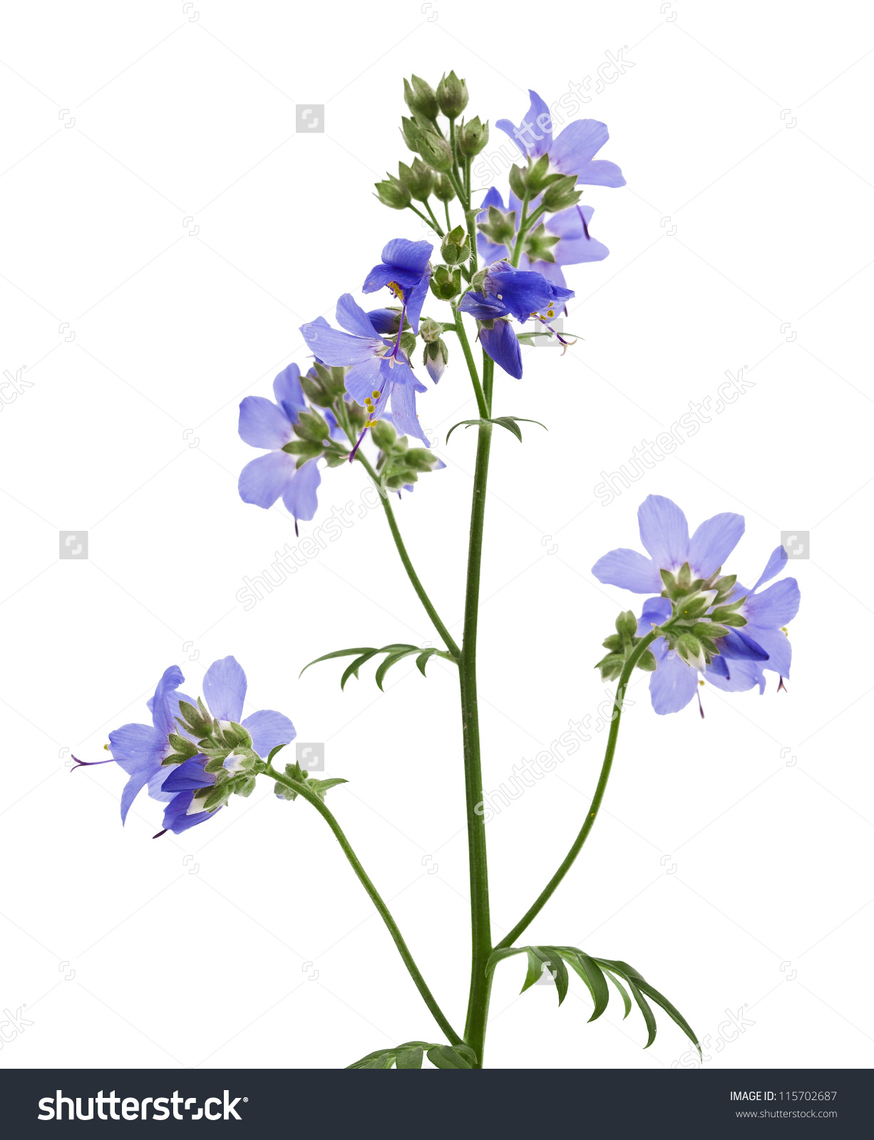 Jacobs Ladder Greek Valerian Polemonium Caeruleumisolated Stock.