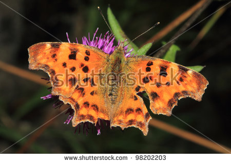 Polygonia C.