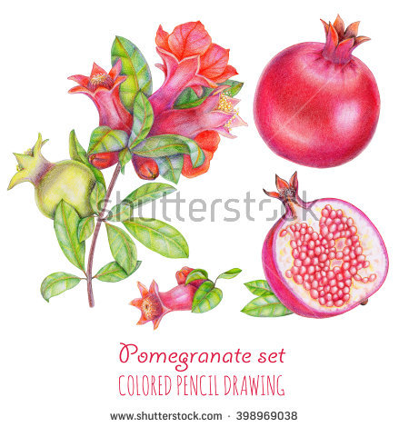 Pomegranate Blossom Stock Photos, Royalty.