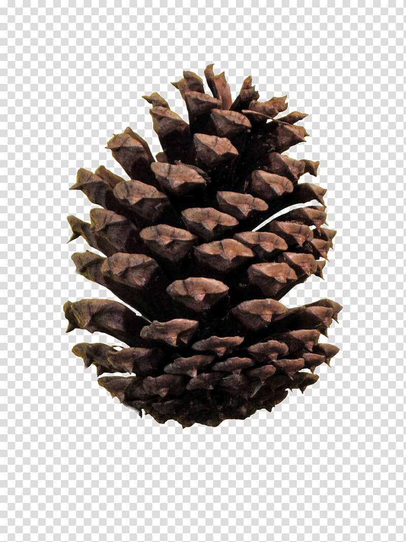 Conifer cone Ponderosa pine file formats Conifers.