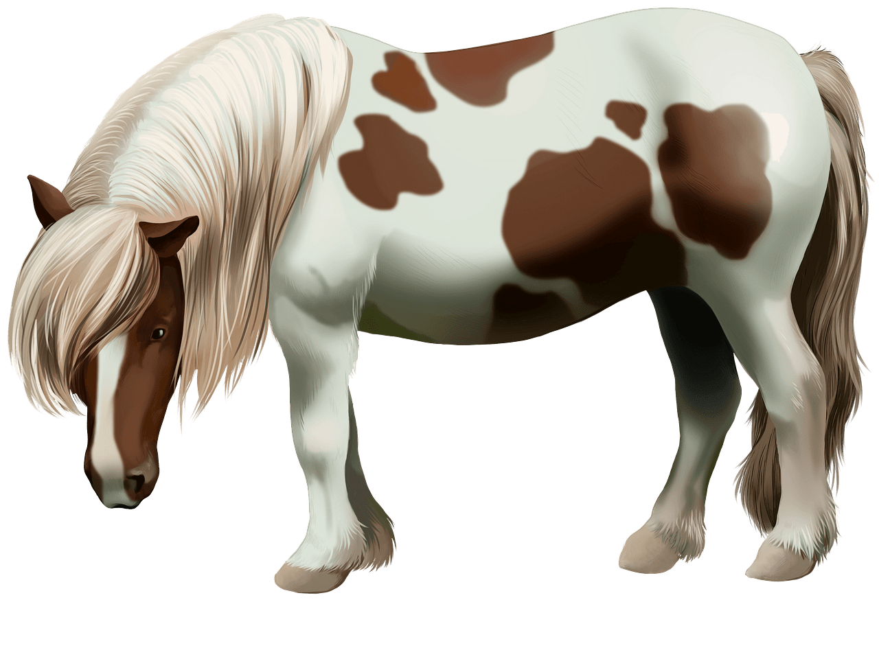 Shetland Pony clipart. Free download..