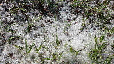 White Poplar Seeds On The Ground Stock Footage.