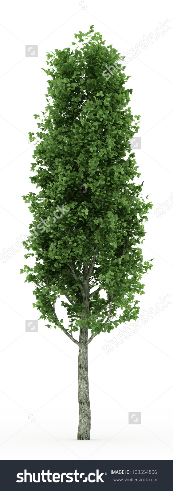 3d Poplar Tree Isolated Over White Stock Illustration 103554806.