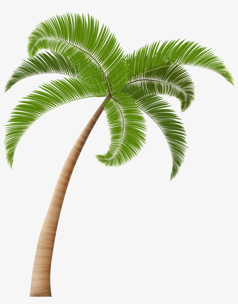 Palm Tree Png, Palm Trees, Hawaiian, Clip Art, Palm.