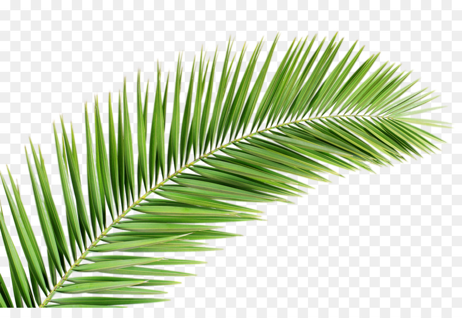 Palm Tree Background clipart.