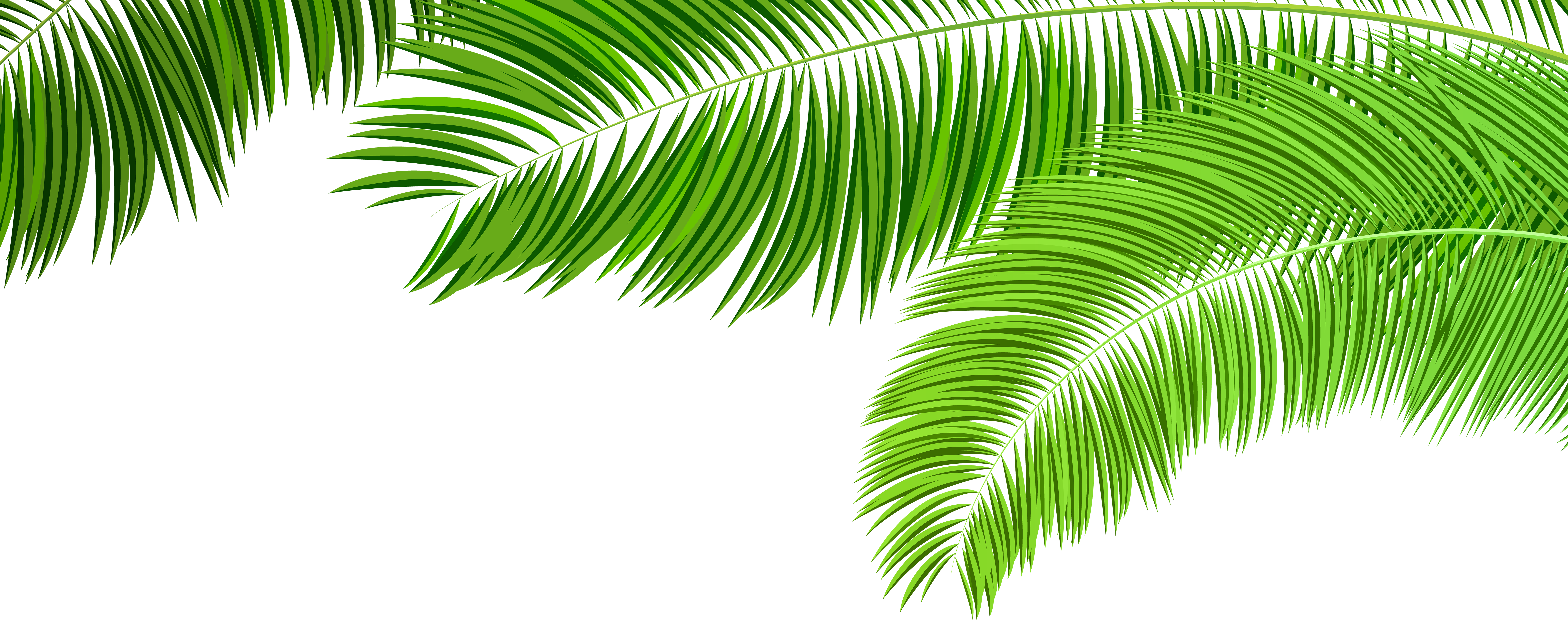 Palm Branches Decoration PNG Clip Art Image.