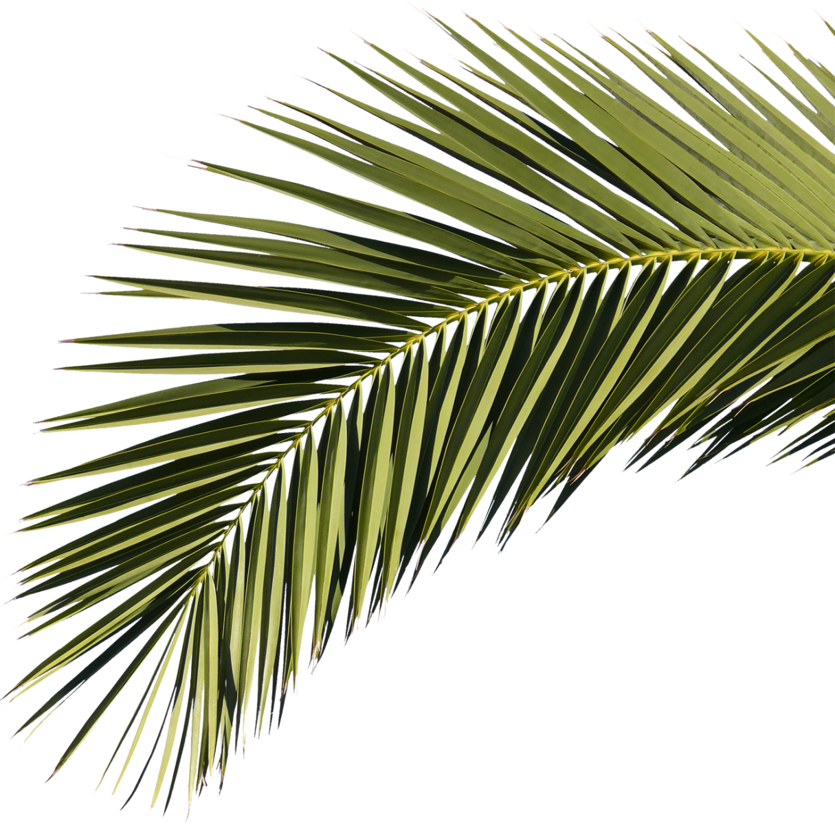 Palm Fronds Png, Transparent Png.