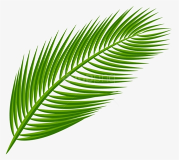 Free Palm Leaves Clip Art with No Background , Page 2.