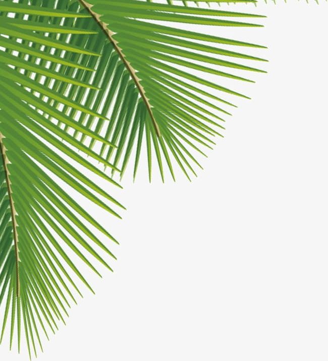 Palm Leaves PNG, Clipart, Coco, Leaf, Leaves Clipart, Palm.