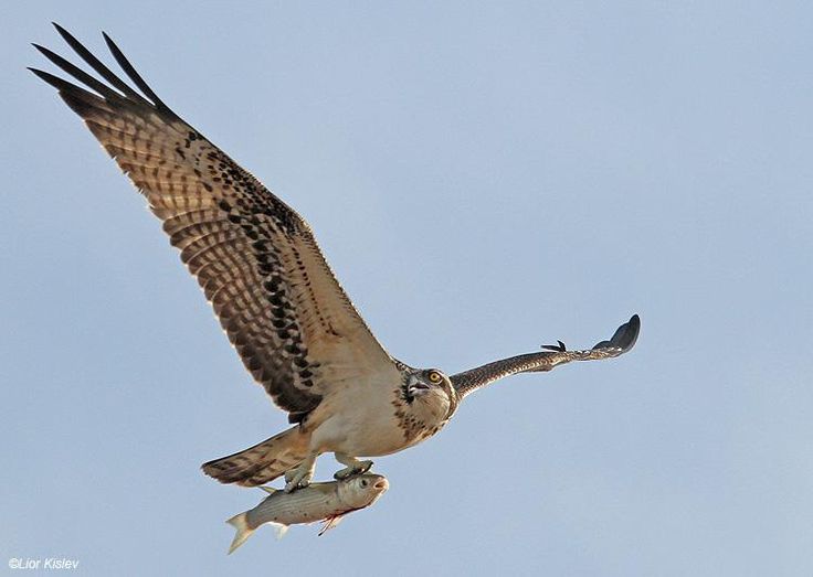 Osprey (Pandion haliaetus).