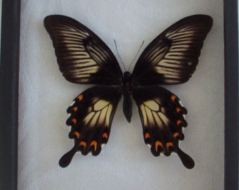 Items similar to Real Framed Papilio ulysses Butterfly on Etsy.