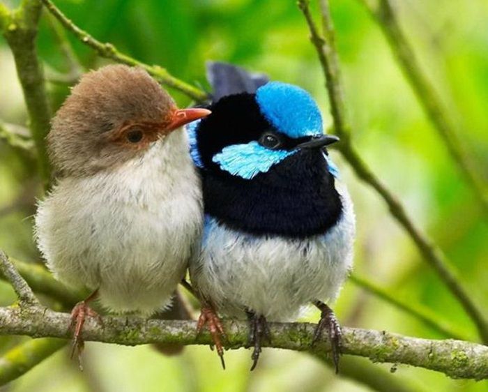 Pin by Tonya Couchman on Bird couples.