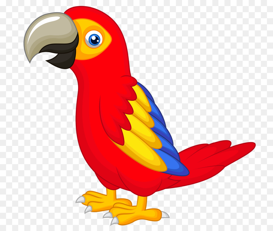 Bird Parrot clipart.