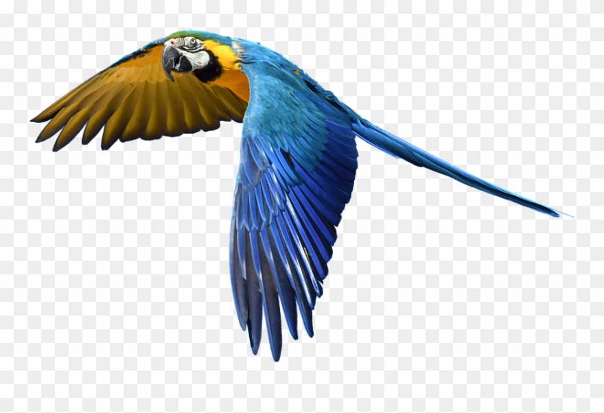 Free Photo Fly Flight Colorful Isolated Parrot.