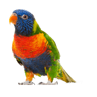 Download Parrot Free PNG photo images and clipart.