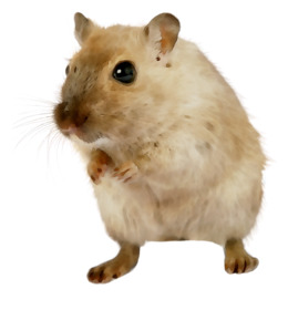 Pet Hamster clipart.